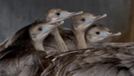 6 animal fathers who go the distance