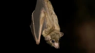 People keep trespassing near bat-filled cave filled with Ebola’s cousin