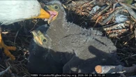Jackie and Shadow’s chicks getting new feathers