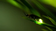 Why do fireflies glow? It’s more than butt goo.