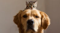 Why some cats love dogs—despite the risk