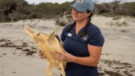 Rare hybrid sea turtle released back into the ocean after rescue