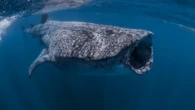Massive whale shark just spotted in Florida
