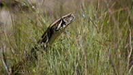 Ready to hunt some enormous snakes? The Florida Python Challenge returns.