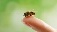 Honeybees understand basic math
