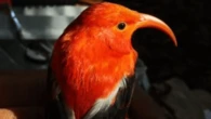 Hawaiian forest birds are stealing each other’s twigs