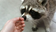 Could raccoons become the new dogs?