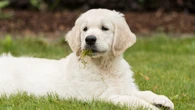 Why your dog eats grass