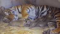 Three tiger cubs born in Kansas