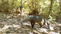 Mysterious Amazonian ‘ghost dog’ caught on camera