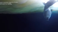 Baby seal gets a swimming lesson