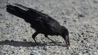 No, crows aren’t cleaning up cigarette butts in Sweden