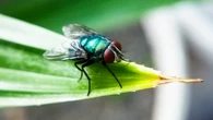 Smell of death could help trap invasive, cow-killing screwworms
