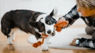 Play with your dog. It’s good for both of you.