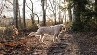 Why do dogs kick their back legs after pooping and peeing?
