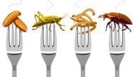 You may actually like eating bugs