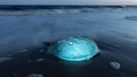 8 captivating photos of Delaware Bay’s annual horseshoe crab spawn