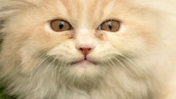 The best YouTube channels for your cat (and why cats like them)