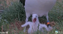 6 bird cam highlights to celebrate nesting season