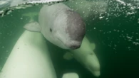 Beluga whale live cam goes launches. YAY!