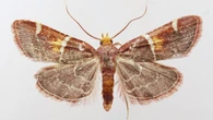 New moth species named for Pope Leo