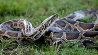 Florida readies to battle invasive pythons with a new video PSA