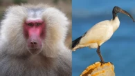 Ancient Egyptian god of magic is sometimes a bird, sometimes a baboon. Now we know why.
