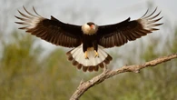 There’s a reason we don’t have birds the size of elephants