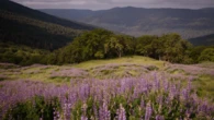Superbloom turns Redwood National Park’s hills purple
