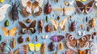 New estimate: Earth has 14 to 20 million insect species