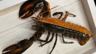 1 in 50 million split-colored lobster found in Massachusetts