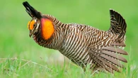 A rare prairie chicken shakes his butt all day to attract ladies