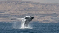 For the first time, biologists observe a humpback whale crossing the Arabian Sea