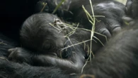 Pregnant gorillas undergo ultrasounds and the results might look familiar