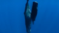 Sperm whales blow bubbles to help them nap