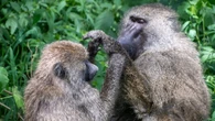 Monkeys are surprisingly good at geometry