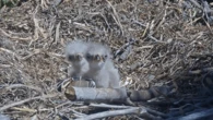 Help name Jackie and Shadow’s new eaglets