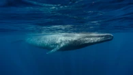 How blue whales became Earth’s largest creature—ever