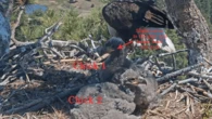 How to tell Jackie and Shadow’s chicks, Sandy and Luna, apart