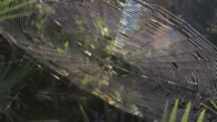 How to avoid the horror of walking through a spiderweb, according to the National Park Service