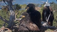 Bald eagle Jackie shoos away Fiona the squirrel