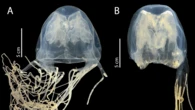 New box jellyfish name warns of ‘death from behind’