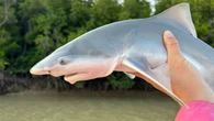 Shark lasers could help save vulnerable species