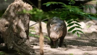 Hallo Brötchen! Berlin Zoo welcomes baby pygmy hippo