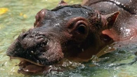 There’s more than one way to sterilize a cocaine hippo. Unfortunately, both ways suck. 