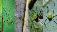 Newly discovered spider has happy face on its back