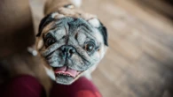 Pugs and Frenchies could find breathing relief for squishy faces with new treatment