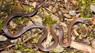 ‘Two-headed snake’ confuses predators