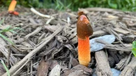 This phallic fungus also smells like rotting flesh