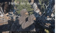 Jackie and Shadow’s eaglets’ names announced: Say hello to Sandy and Luna